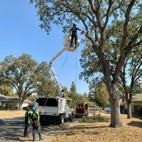 Legacy Tree & Crane crew member with the crane truck